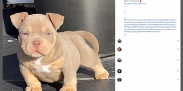 Breeder Who Sold Puppies To Celebrities In Court For Cropping Some Dog’s Ears